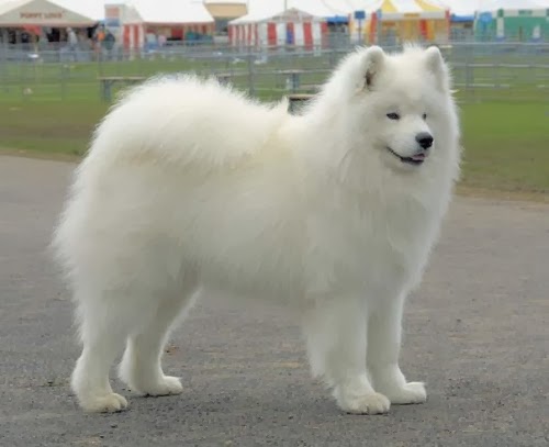 big white furry dog